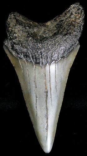 Large Fossil Mako Shark Tooth - South Carolina #18545
